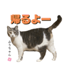 ふう・らい・ぼうのスタンプ（個別スタンプ：17）