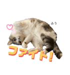 ふう・らい・ぼうのスタンプ（個別スタンプ：24）