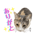 ふう・らい・ぼうのスタンプ（個別スタンプ：31）