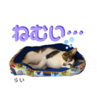 ふう・らい・ぼうのスタンプ（個別スタンプ：33）