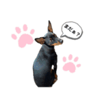ミニピンCoCo①（個別スタンプ：2）