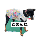ミニピンCoCo①（個別スタンプ：3）