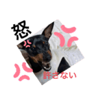 ミニピンCoCo①（個別スタンプ：4）