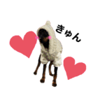 ミニピンCoCo①（個別スタンプ：9）