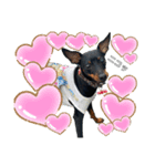 ミニピンCoCo①（個別スタンプ：12）