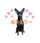 ミニピンCoCo①（個別スタンプ：13）