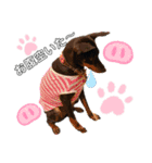ミニピンCoCo①（個別スタンプ：14）