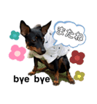 ミニピンCoCo①（個別スタンプ：16）