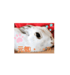 うさーず2（個別スタンプ：4）