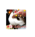 うさーず2（個別スタンプ：13）