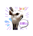 うさーず2（個別スタンプ：14）