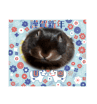 うさスタンプ正月2（個別スタンプ：11）
