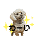トイプーのミルクちゃん☆あいさつことば（個別スタンプ：8）