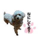 トイプーのミルクちゃん☆あいさつことば（個別スタンプ：12）
