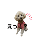 トイプーのミルクちゃん☆あいさつことば（個別スタンプ：14）
