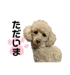 トイプーのミルクちゃん☆あいさつことば（個別スタンプ：29）