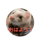 しろ と ちょこ (フェレット)（個別スタンプ：1）