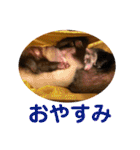 しろ と ちょこ (フェレット)（個別スタンプ：2）