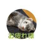 しろ と ちょこ (フェレット)（個別スタンプ：3）