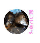 しろ と ちょこ (フェレット)（個別スタンプ：5）