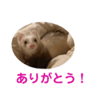 しろ と ちょこ (フェレット)（個別スタンプ：7）
