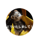 しろ と ちょこ (フェレット)（個別スタンプ：8）