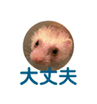 しろ と ちょこ (フェレット)（個別スタンプ：10）