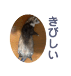 しろ と ちょこ (フェレット)（個別スタンプ：12）
