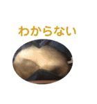 しろ と ちょこ (フェレット)（個別スタンプ：14）
