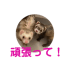 しろ と ちょこ (フェレット)（個別スタンプ：16）