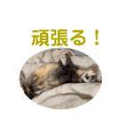 しろ と ちょこ (フェレット)（個別スタンプ：17）