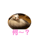 しろ と ちょこ (フェレット)（個別スタンプ：21）
