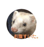 しろ と ちょこ (フェレット)（個別スタンプ：22）