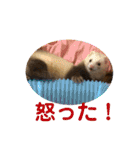 しろ と ちょこ (フェレット)（個別スタンプ：23）
