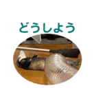 しろ と ちょこ (フェレット)（個別スタンプ：31）