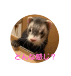 しろ と ちょこ (フェレット)（個別スタンプ：39）