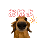 うちのダックスちゃん♡『すもも＆チロ』（個別スタンプ：3）