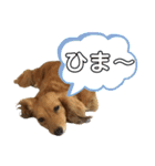 うちのダックスちゃん♡『すもも＆チロ』（個別スタンプ：10）