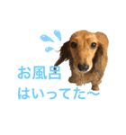 うちのダックスちゃん♡『すもも＆チロ』（個別スタンプ：14）
