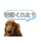 うちのダックスちゃん♡『すもも＆チロ』（個別スタンプ：15）