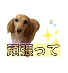 うちのダックスちゃん♡『すもも＆チロ』（個別スタンプ：18）