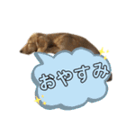 うちのダックスちゃん♡『すもも＆チロ』（個別スタンプ：20）