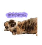 かわいいかーチェ（個別スタンプ：3）