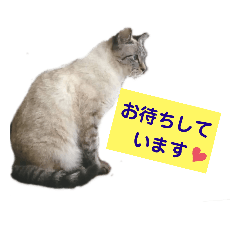 [LINEスタンプ] にゃんこのうめちゃん