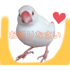 [LINEスタンプ] ふわふわ白文鳥^( 'Θ' )^