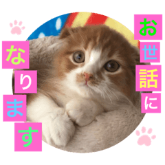 [LINEスタンプ] ねこまーちプリンス