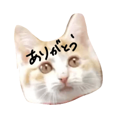 [LINEスタンプ] とら猫とらみ