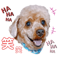 [LINEスタンプ] トイプードルのパピちゃん♡ちょっと進化