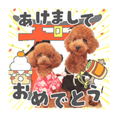 [LINEスタンプ] 【お正月】トイプードルのプルミエ