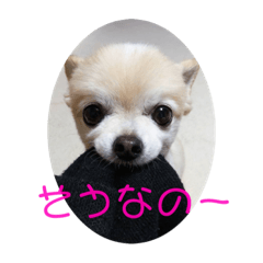 [LINEスタンプ] 可愛いチワワのマロンちゃん 第2弾